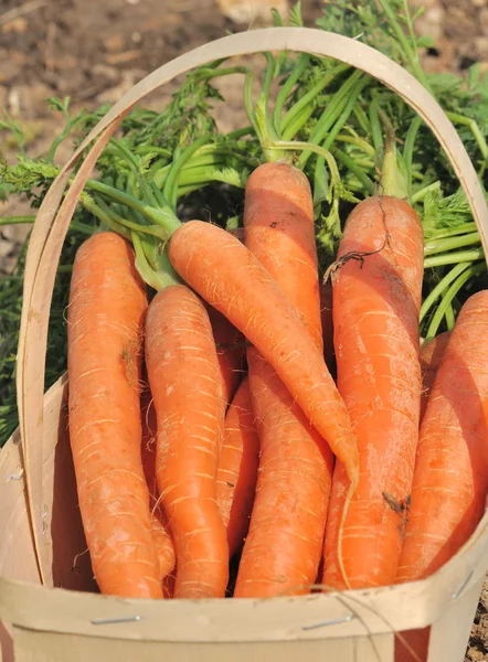 Carrots in a basket — Stock Photo, Image