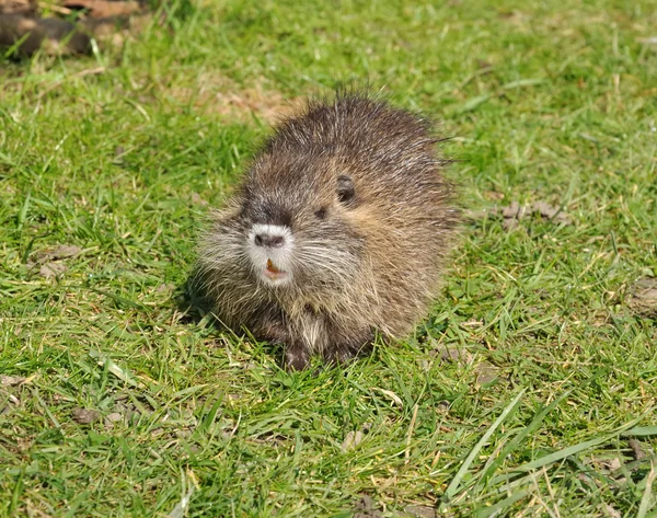 Baby nutria — Stockfoto