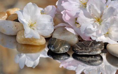çakıl taşları üzerinde kiraz çiçeği