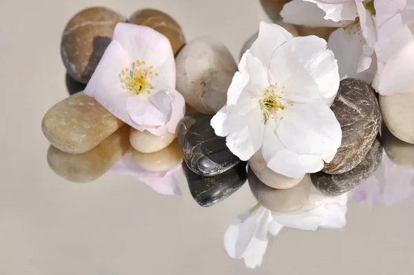 Flor de cerejeira em seixos — Fotografia de Stock