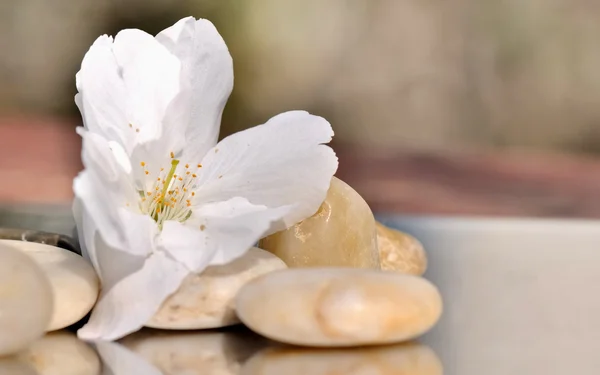 小石の上の桜 — ストック写真