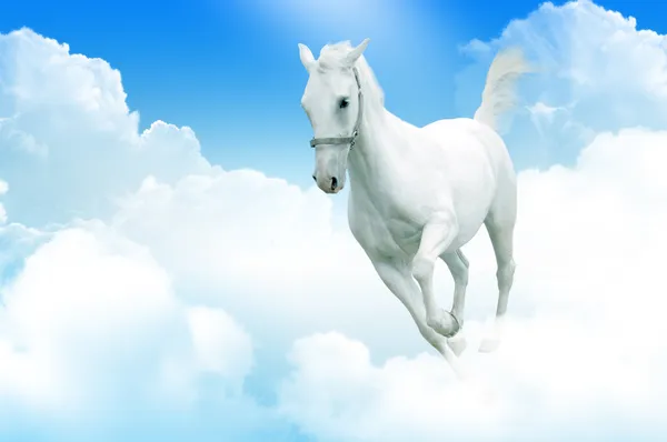 Vita hästen i rörelse, i himlen — Stockfoto