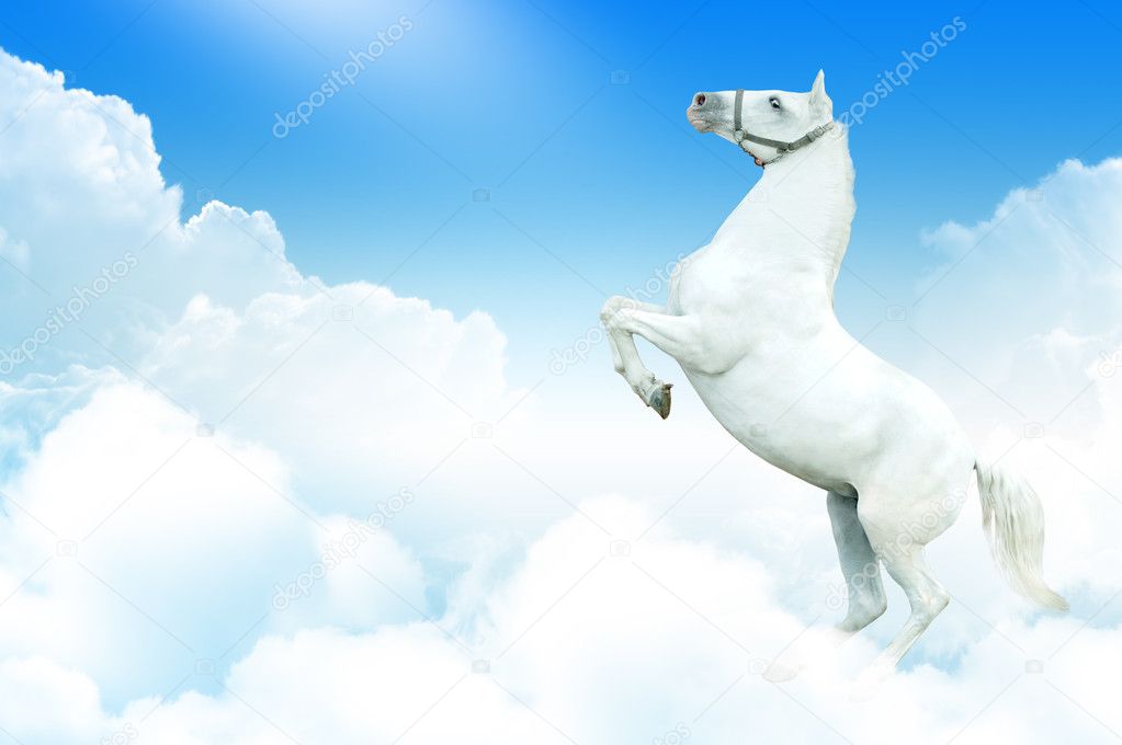 White horse rearing in the sky
