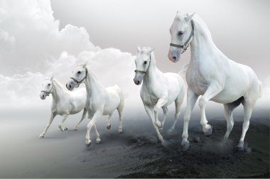 White horses clipart