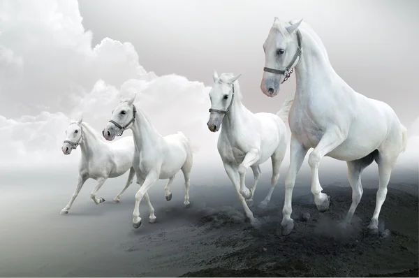 stock image White horses