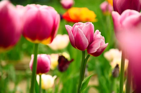Tulipas violetas em um campo de tulipas coloridas — Fotografia de Stock