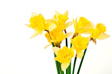 Golden daffodil clipart