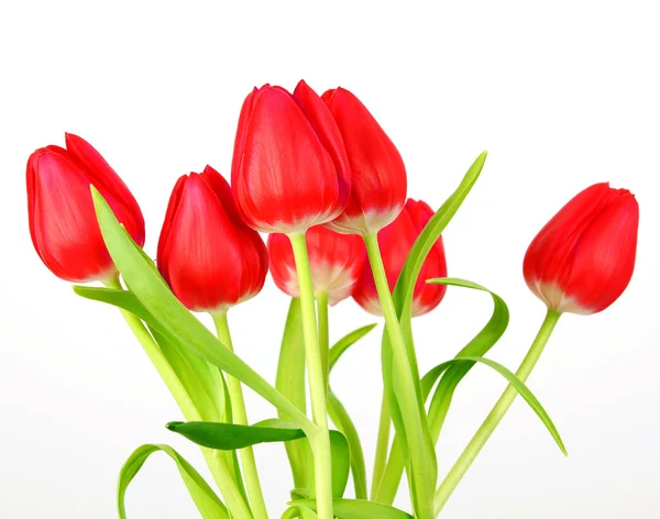 Bouquet of tulip on a white background — Stock Photo, Image