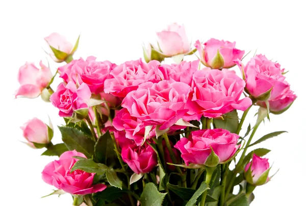 Rosa blommor över vita — Stockfoto
