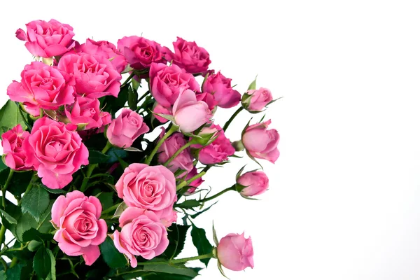 Fiori di rosa su bianco — Foto Stock