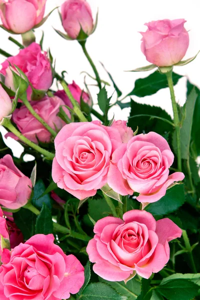 Розовые цветы над белым — стоковое фото