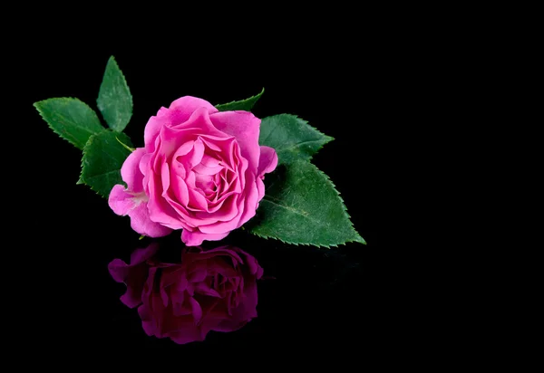 孤立在白色的玫瑰玫瑰的红 rosebunch — 图库照片