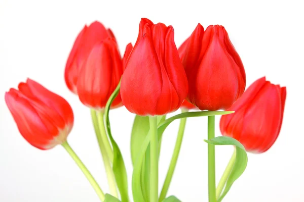 Buquê de tulipa em um fundo branco — Fotografia de Stock