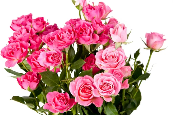Розовые цветы над белым — стоковое фото