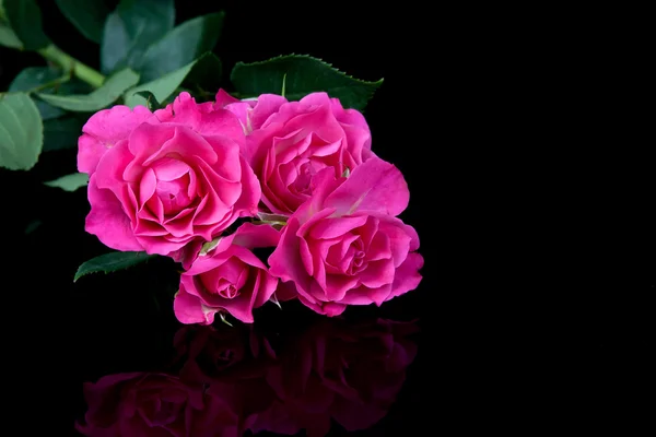Rosa flores sobre fondo negro — Foto de Stock