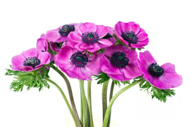 Beautiful purple anemone flower clipart