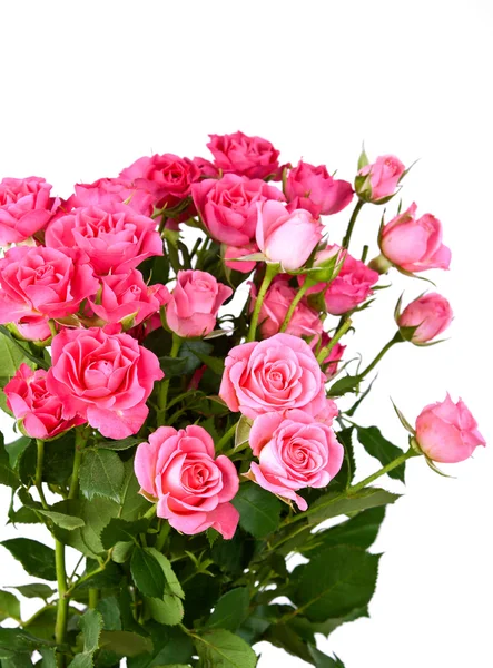 Rosa flores sobre blanco —  Fotos de Stock
