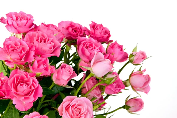 Fiori di rosa su bianco — Foto Stock