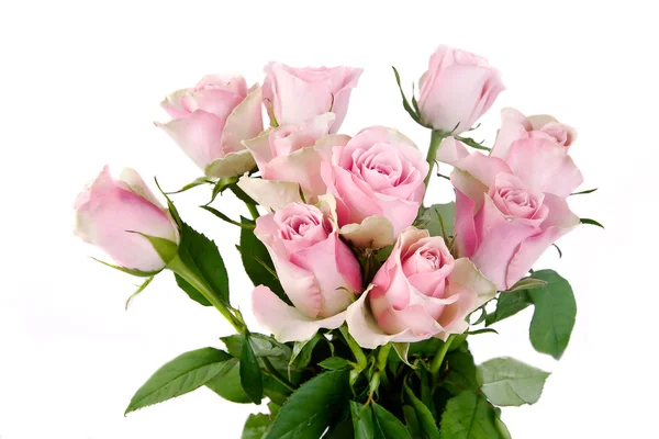 Rosa blommor över whitek bakgrund — Stockfoto