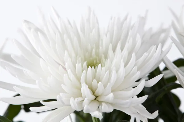 stock image White chrysanthemum isolated on white