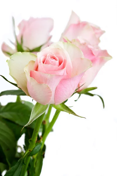 Růžové květy na bílém pozadí — Stock fotografie