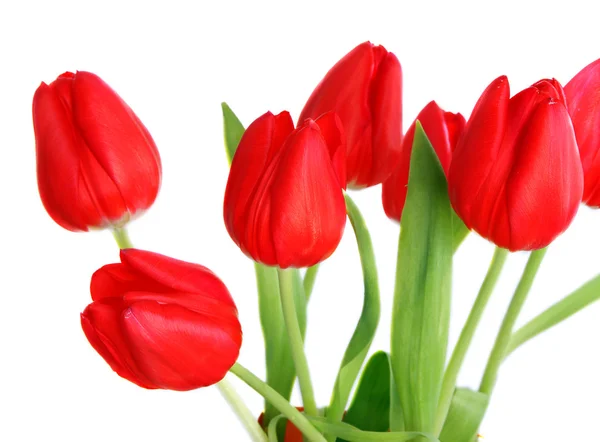 Fehér alapon tulipán csokor — Stock Fotó