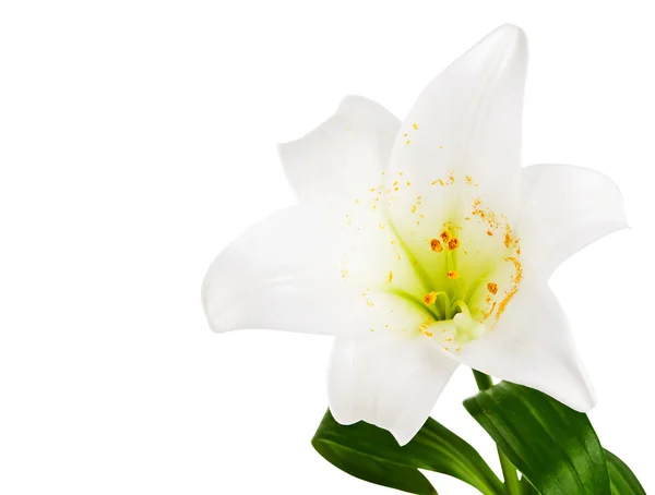 Beautiful white lily flowers — Stock Photo, Image
