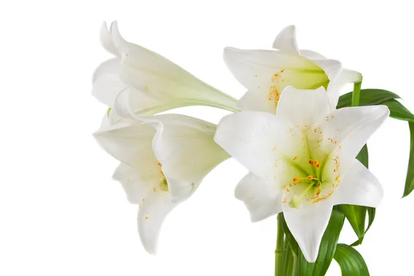 Hermosas flores de lirio blanco —  Fotos de Stock