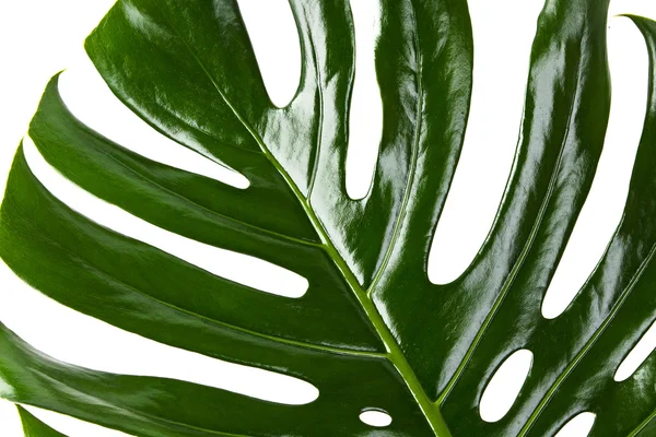 Stock image Green leaf of Monstera