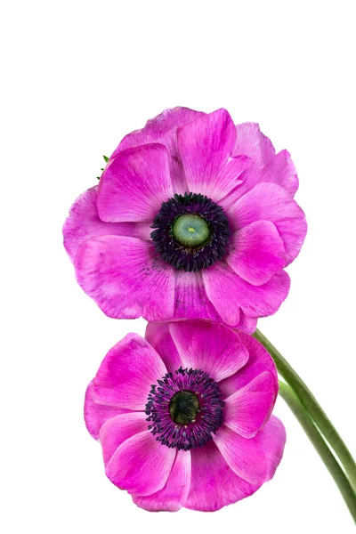 Красива фіолетова квітка анемони — стокове фото