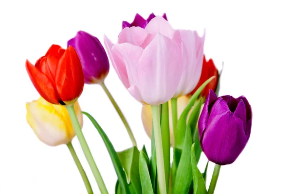 Primavera Tulipa Flores cacho — Fotografia de Stock