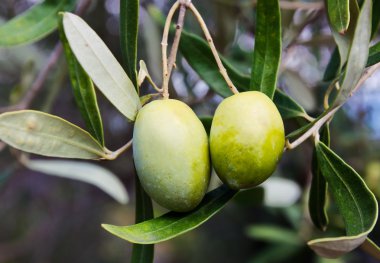 Yeşil Zeytin