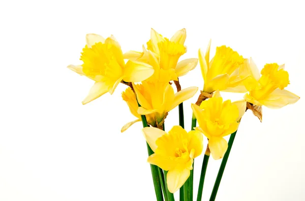 Golden daffodil — Stockfoto
