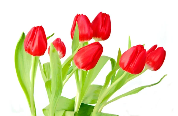 Ramo de tulipán sobre fondo blanco — Foto de Stock