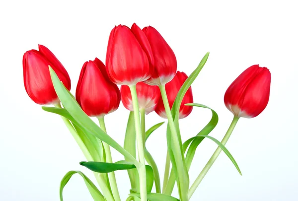Tulipán fehér háttérrel — Stock Fotó