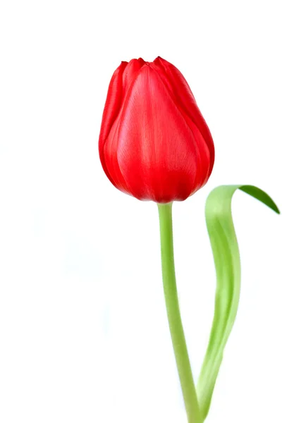 Tulipa sobre um fundo branco — Fotografia de Stock