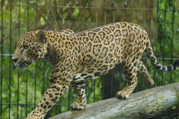 Jaguar femenino Stock Photos, Royalty Free Jaguar femenino Images ...