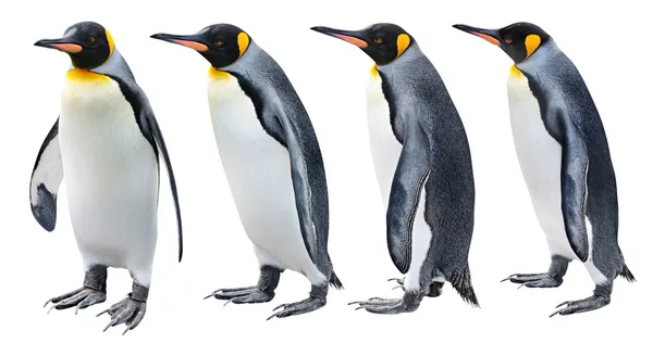 Король пінгвін — стокове фото
