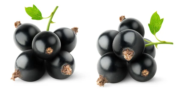 Black currants — Stock Photo, Image