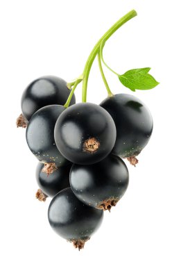 Black currants clipart