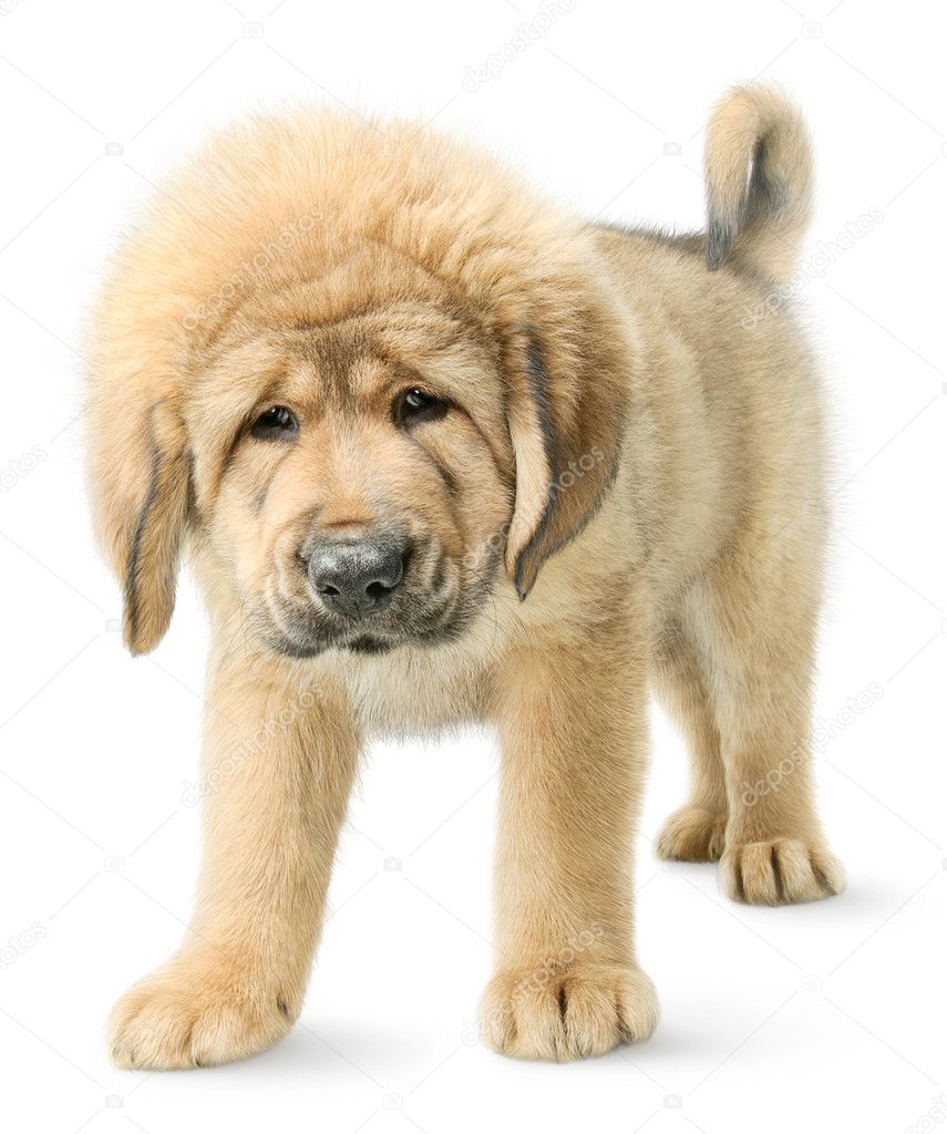 Tibetan mastiff puppy isolated on white