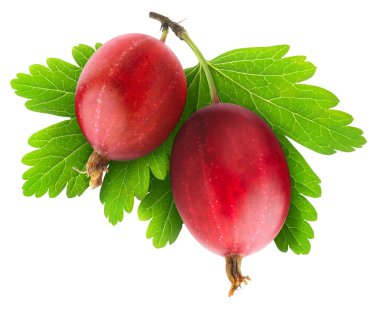 Red gooseberry clipart