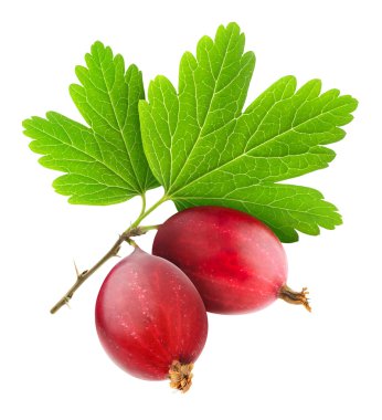 Red gooseberry clipart