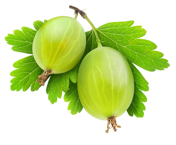 Gooseberry
