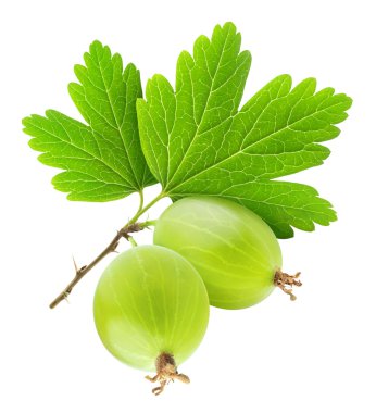 Two gooseberries clipart