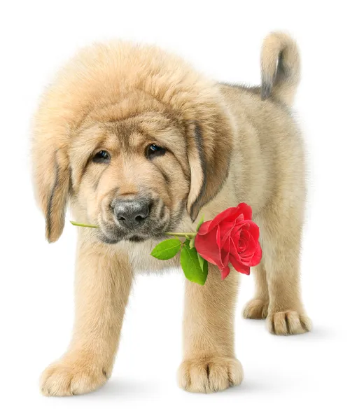 赤いバラとチベットのマスチフの子犬 — ストック写真