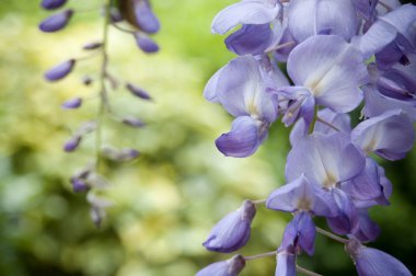 Wisteria