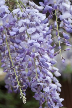 Wisteria