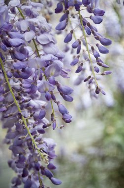 Wisteria