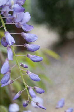 Wisteria